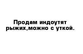 Продам индоутят рыжих,можно с уткой.